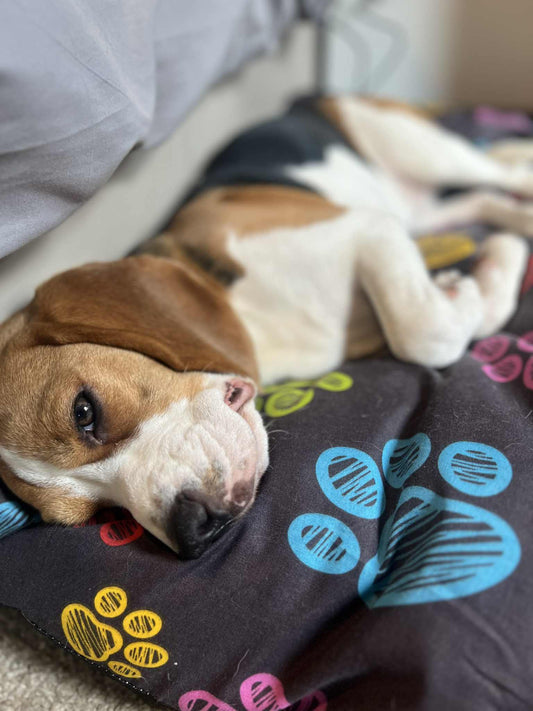 Big Dog bed