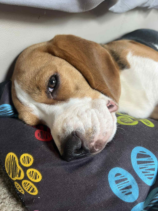 Small Dog bed